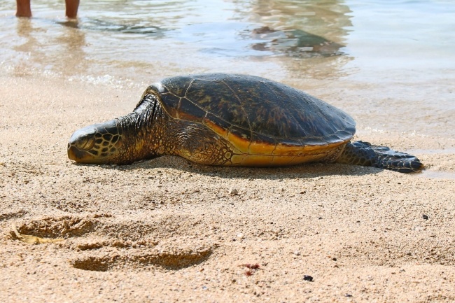 Disney Aulani Resort Reviews