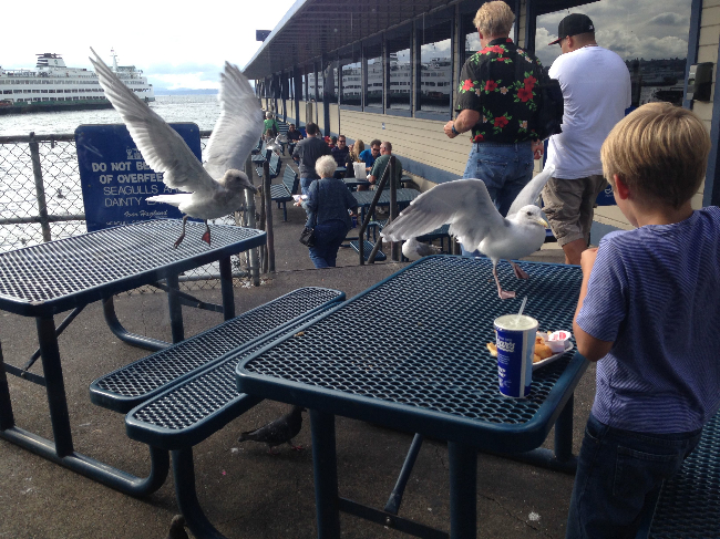 seagulls