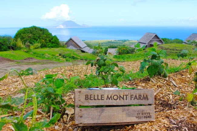 Belle Mont Farm at Kittitian Hill