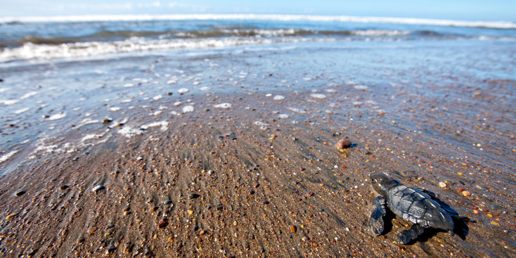 Hatchling Sea Turtle, Costa Rica