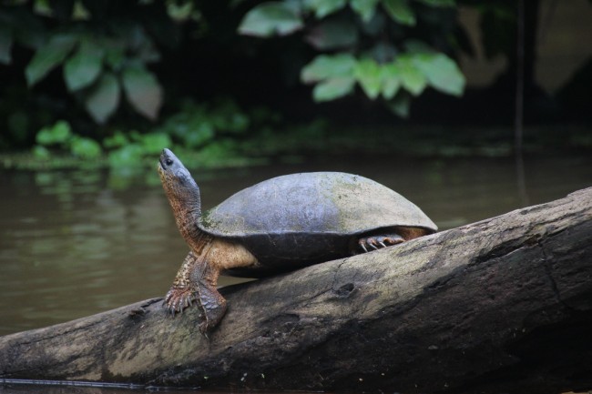 adventures by disney costa rica