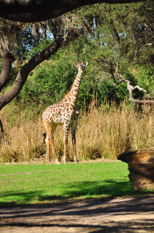 Wild Africa Trek Disney World