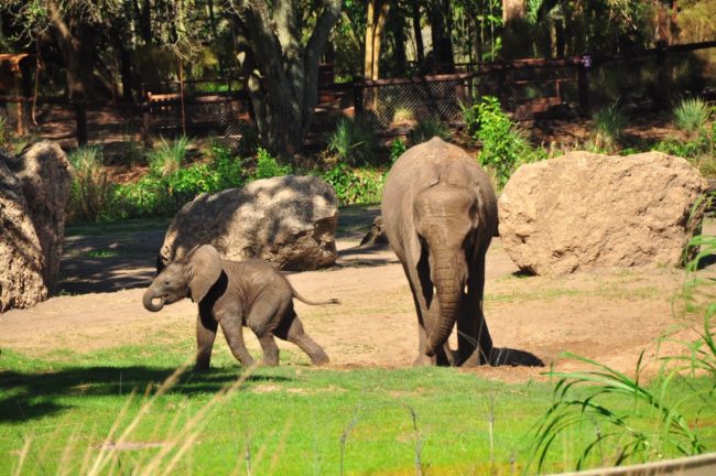 Wild Africa Trek Disney World