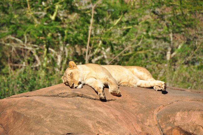 Wild Africa Trek Disney World